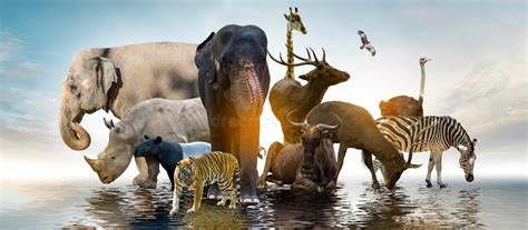 Wildlife and Conservation .